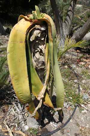 Aloe sabaea Hybrids